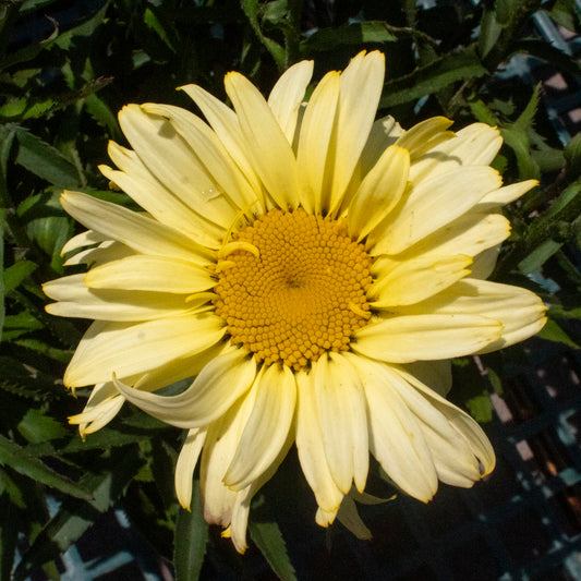 Daisy