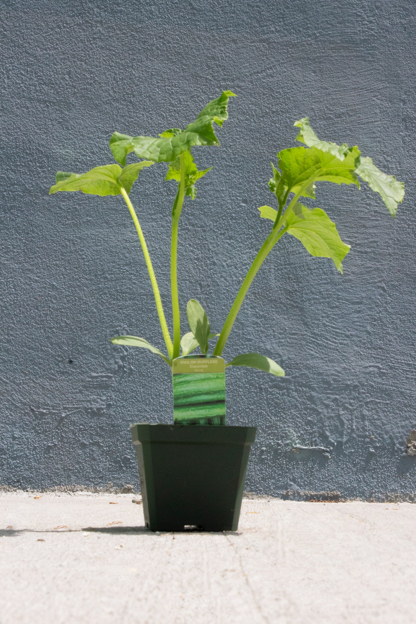 Cucumber