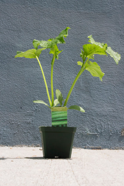 Cucumber