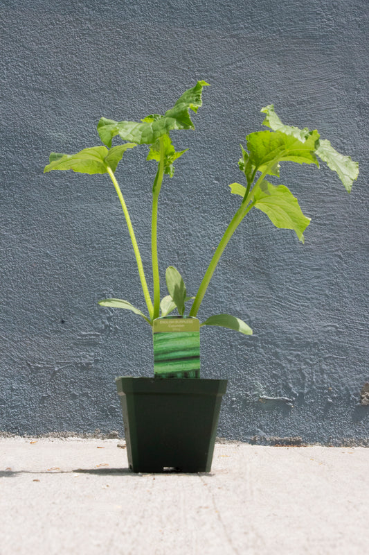 Cucumber