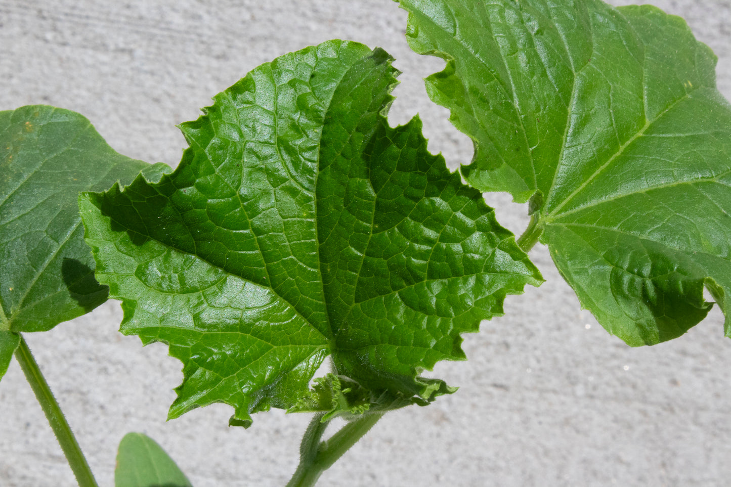 Cucumber