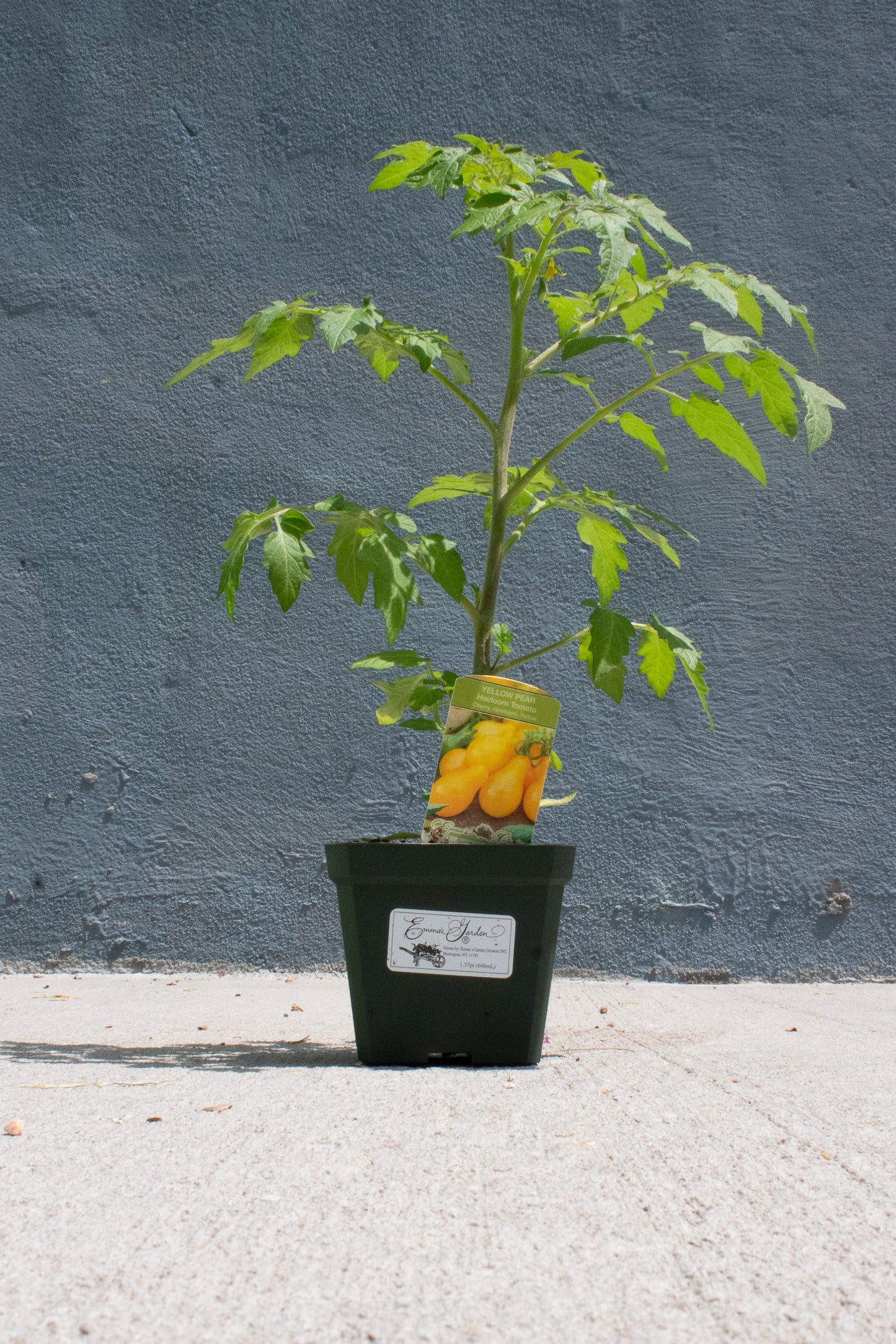 Tomato