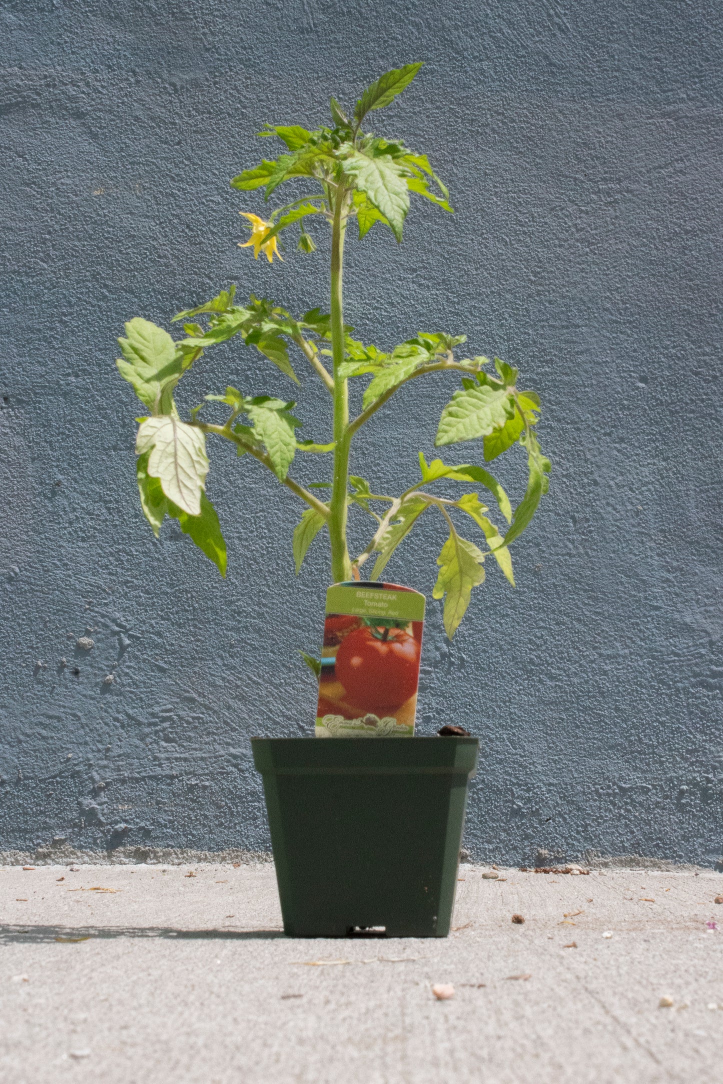 Tomato