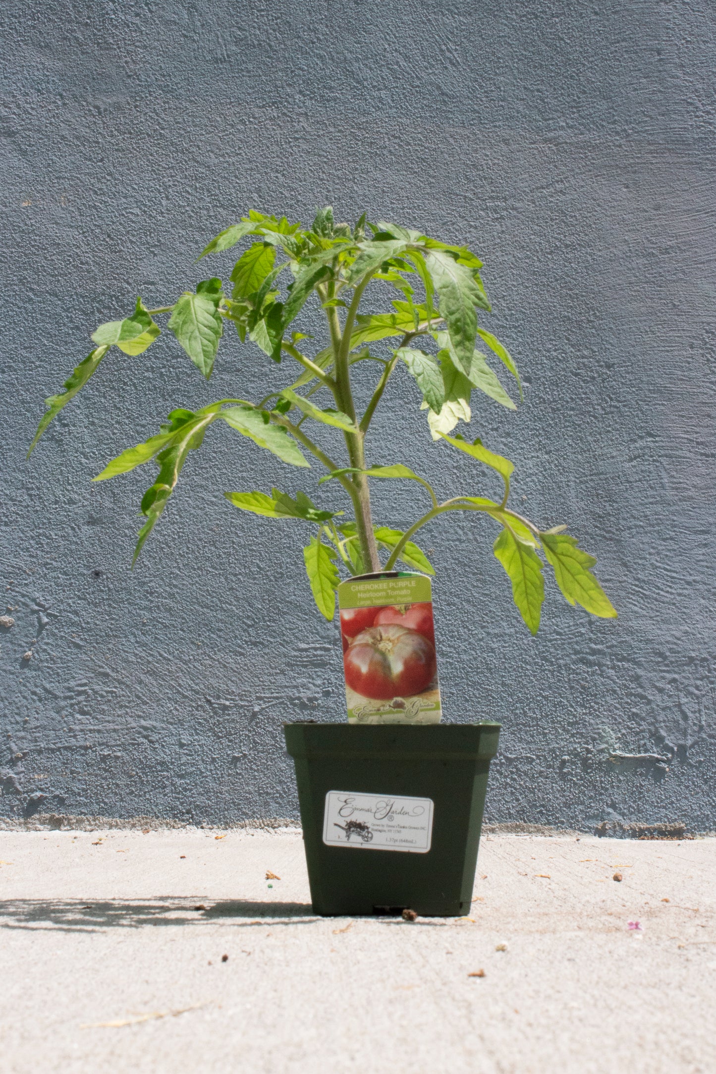 Tomato