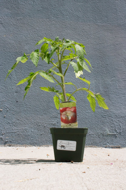 Tomato