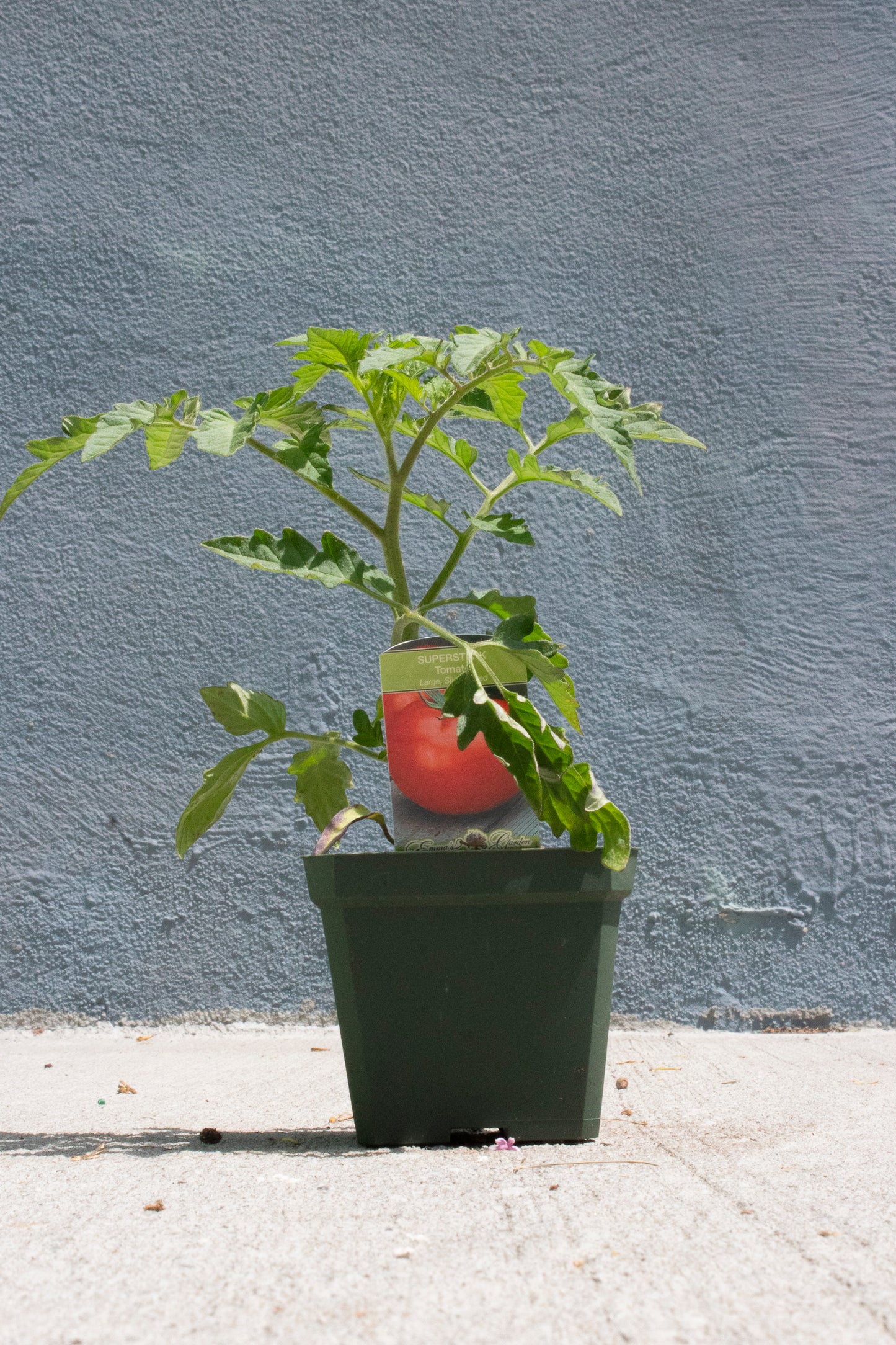 Tomato
