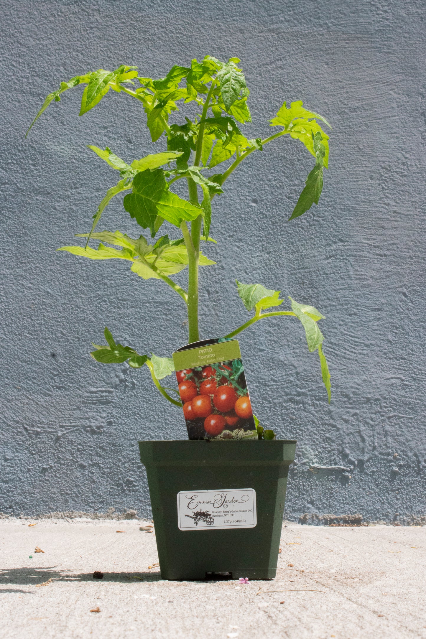 Tomato