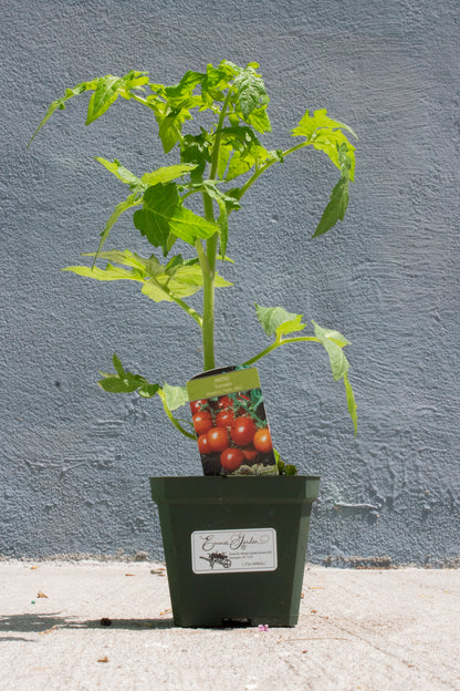 Tomato