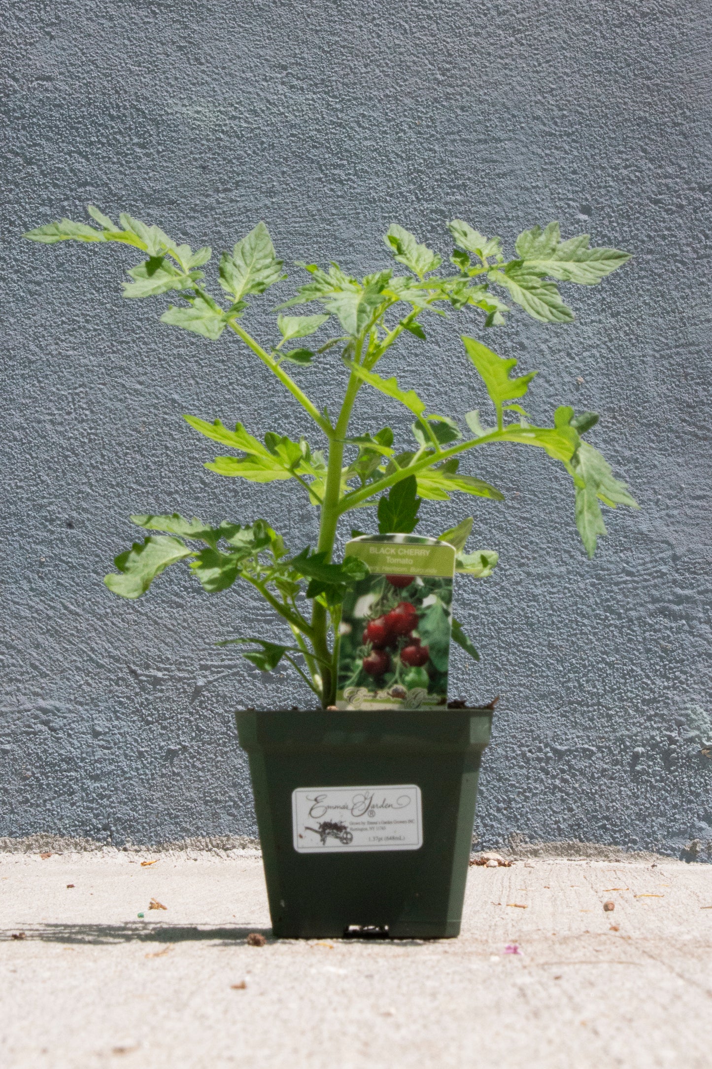 Tomato
