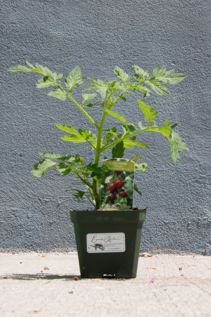 Tomato