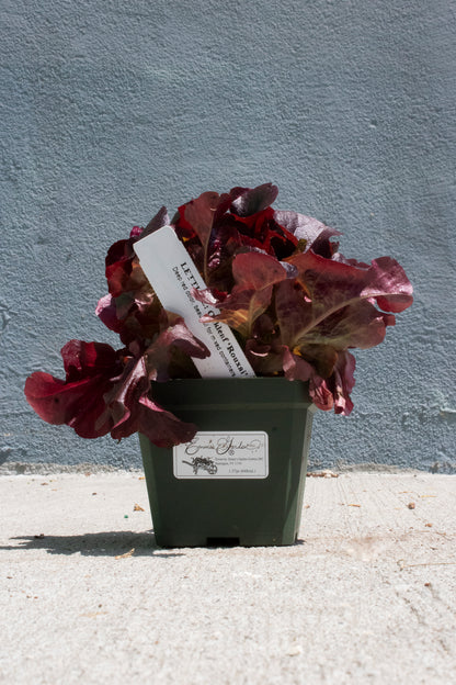 Lettuce