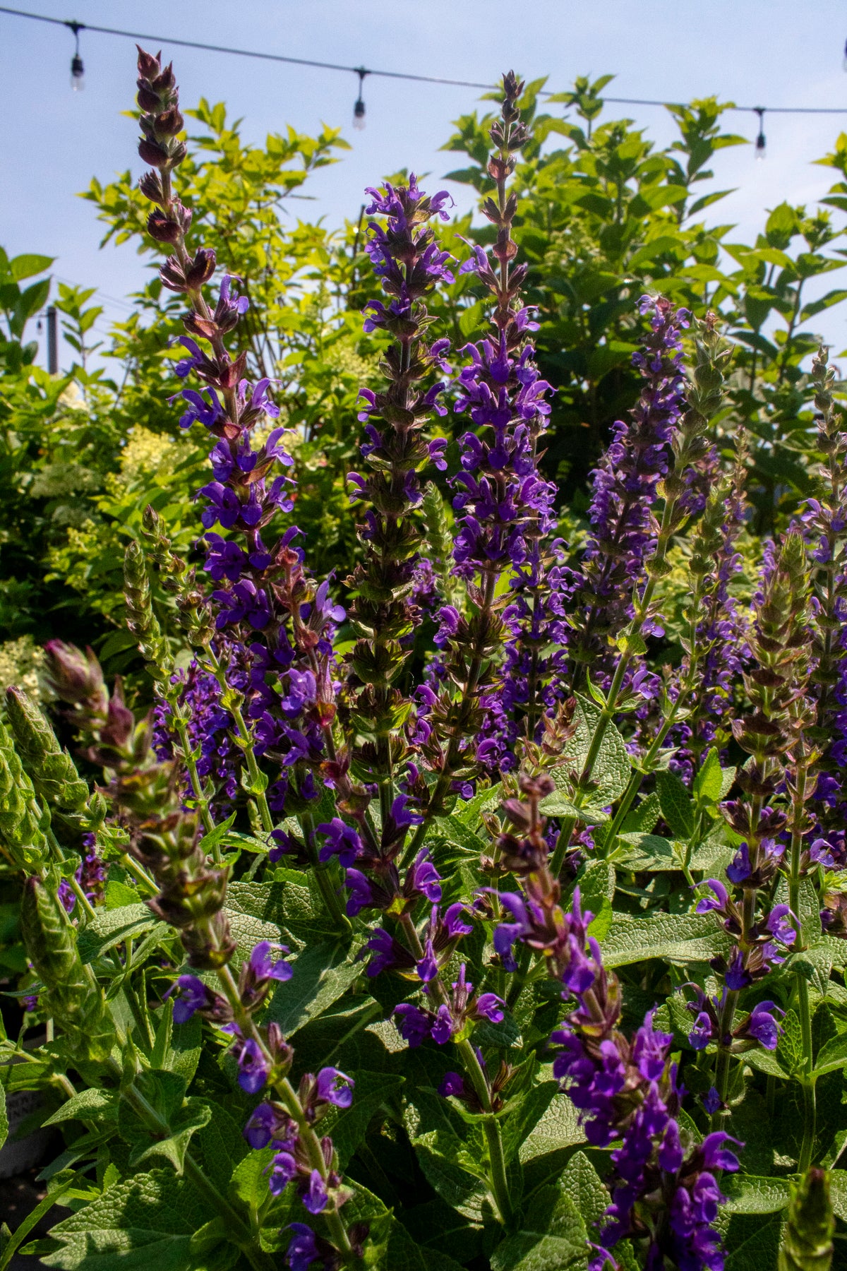 Sage
