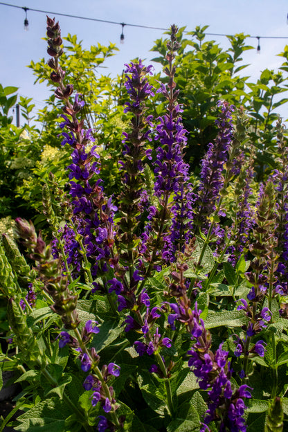 Sage