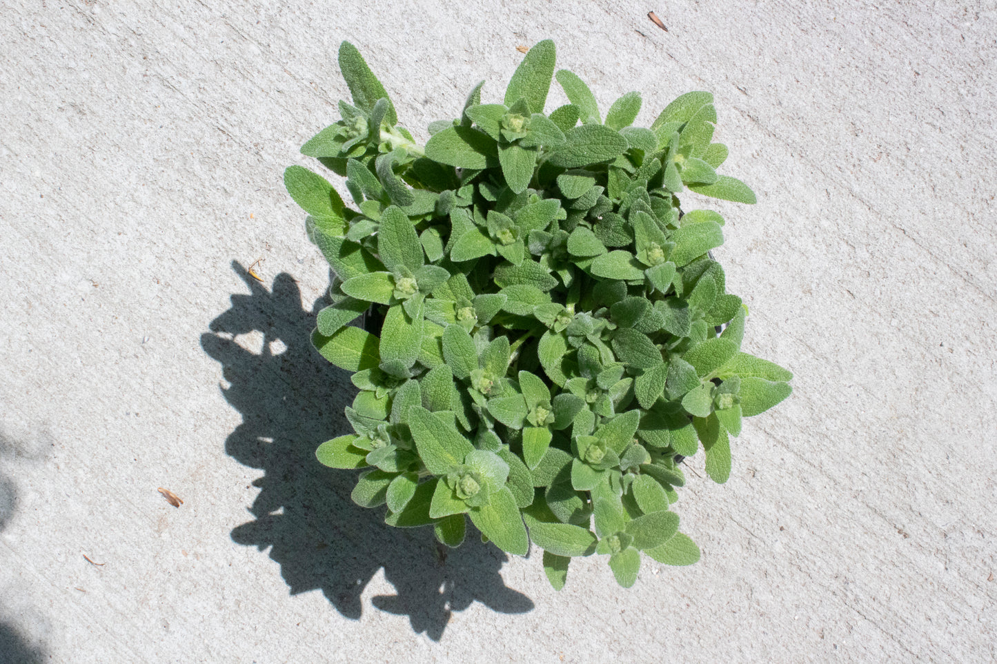 Lamb's Ear