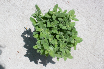 Lamb's Ear