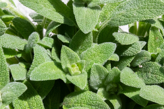 Lamb's Ear