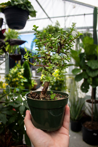 Jade Plant
