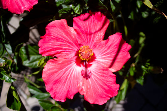 Hibiscus Bush