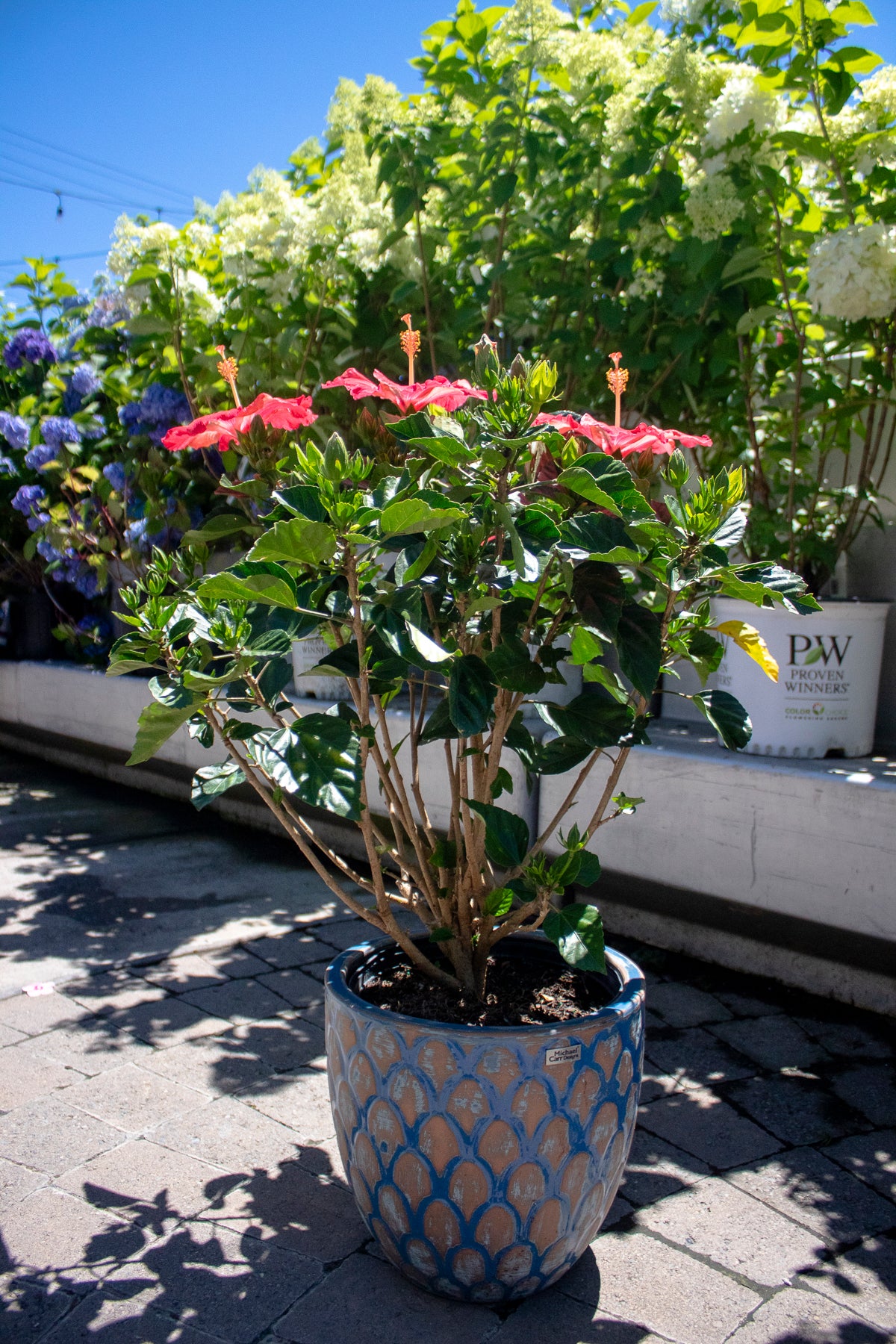 Hibiscus Bush