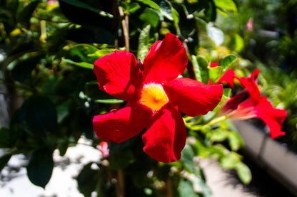 Mandevilla