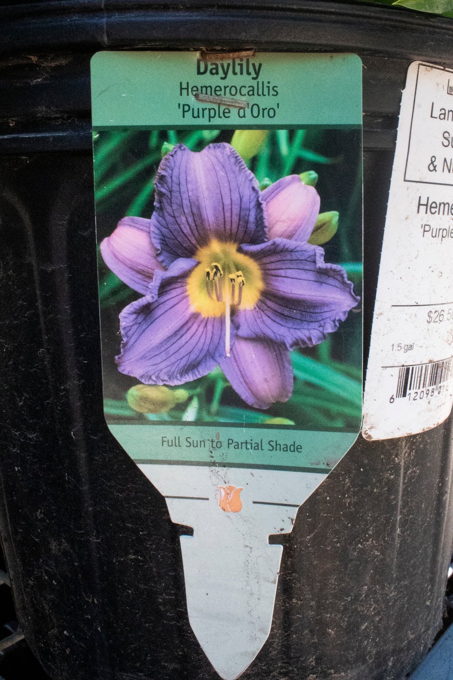 Daylily