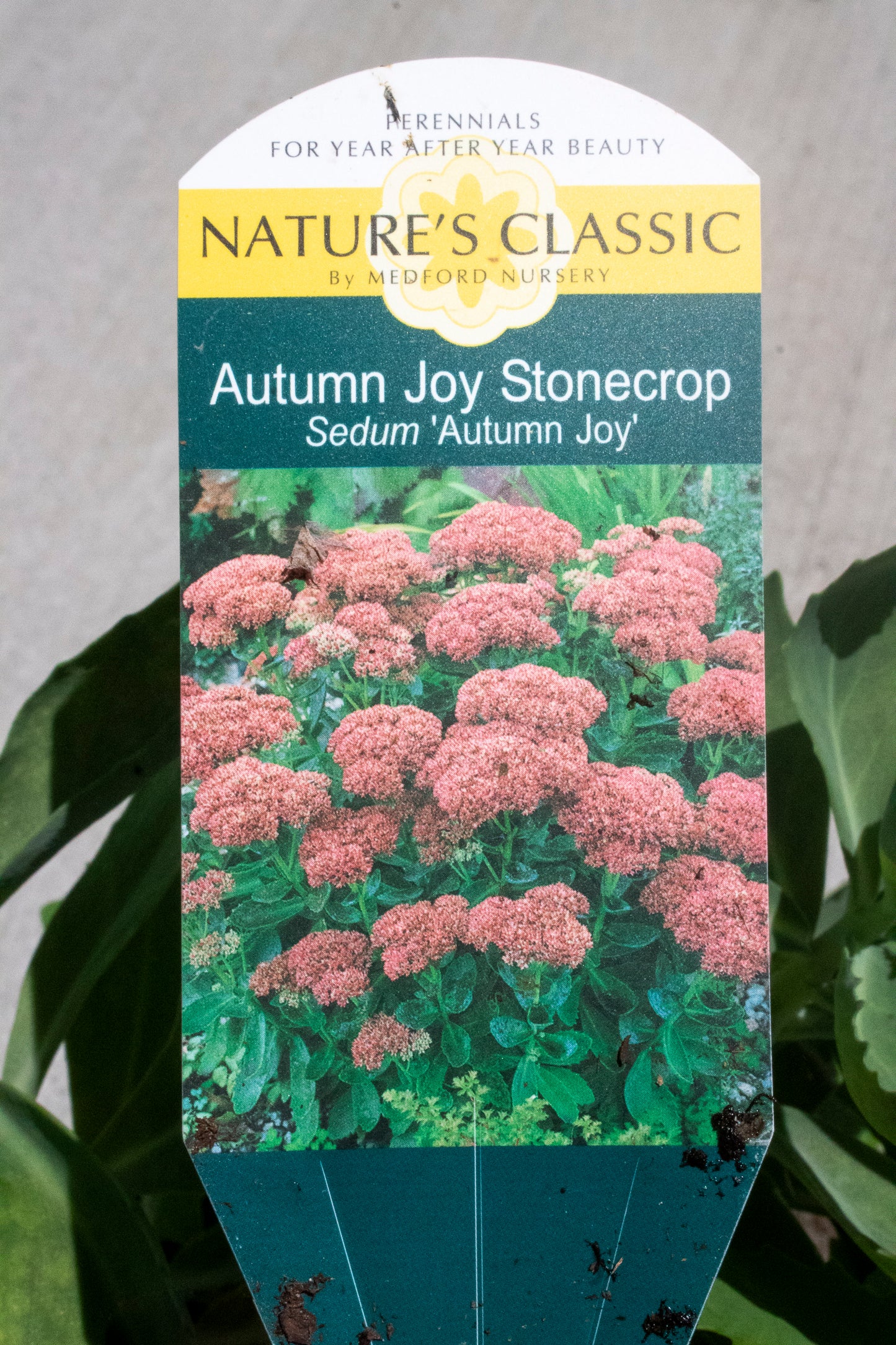 Autumn Joy Sedums