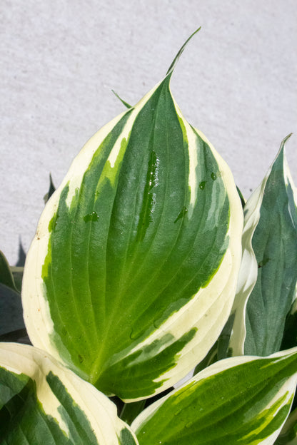 Hosta Undulata