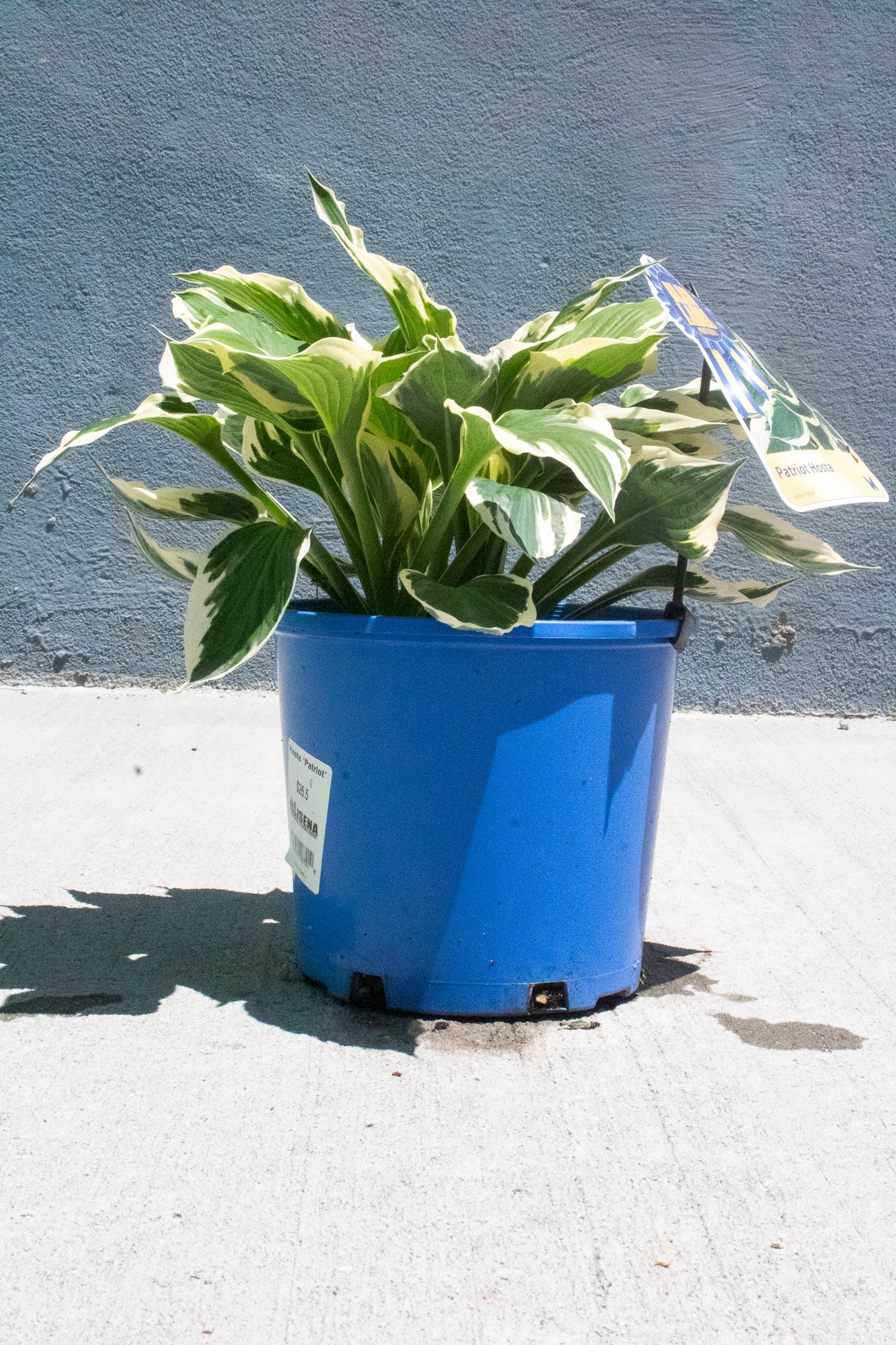 Patriot Hosta
