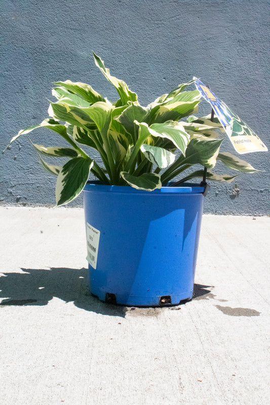 Patriot Hosta