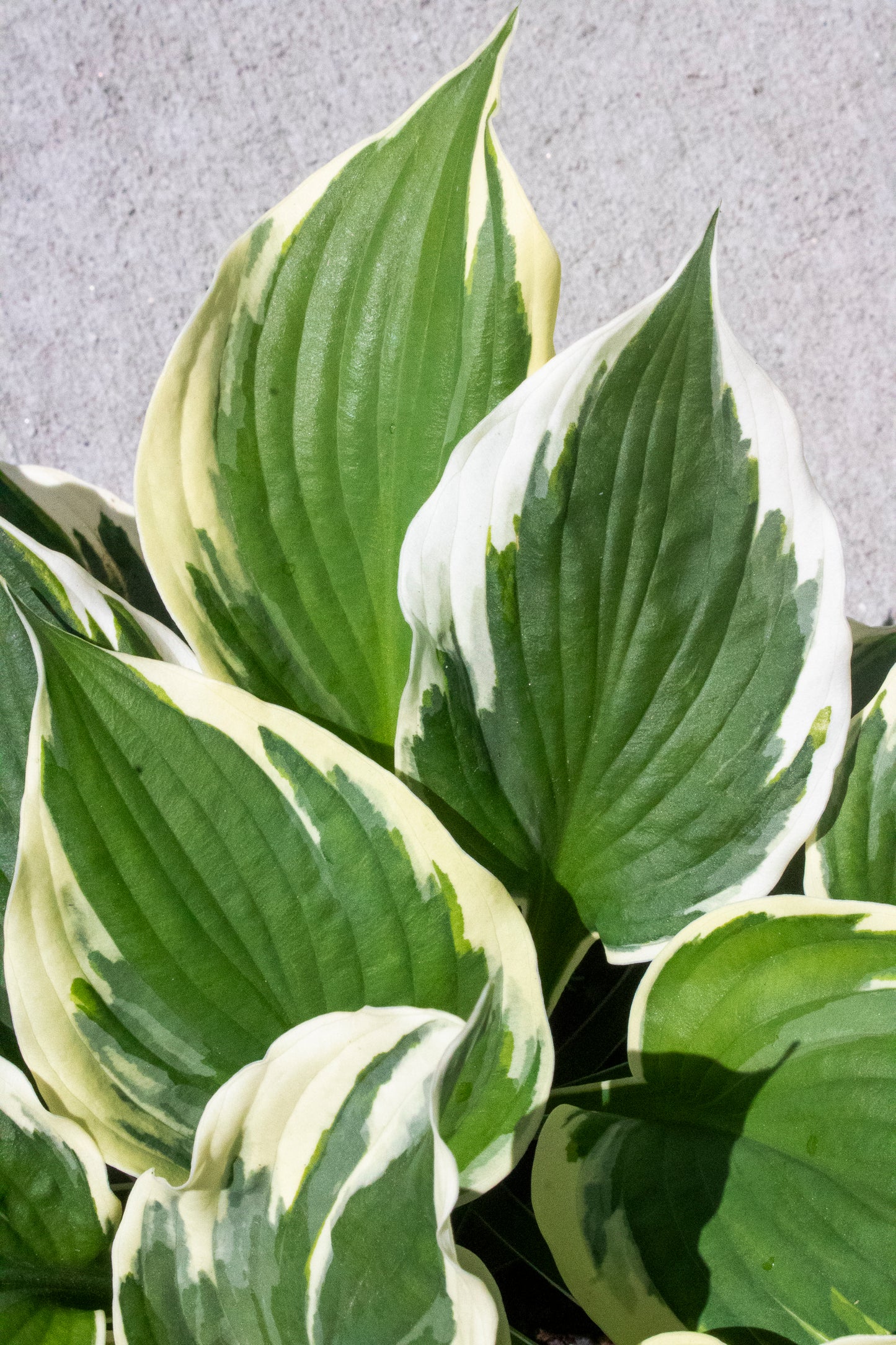 Patriot Hosta