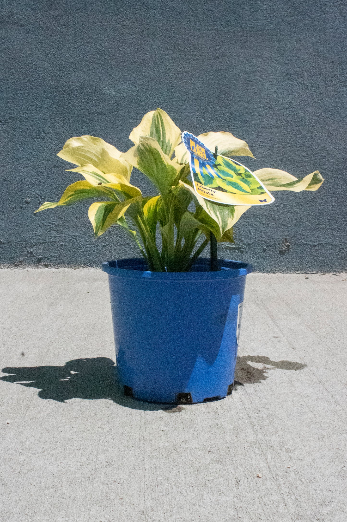 Liberty Hosta