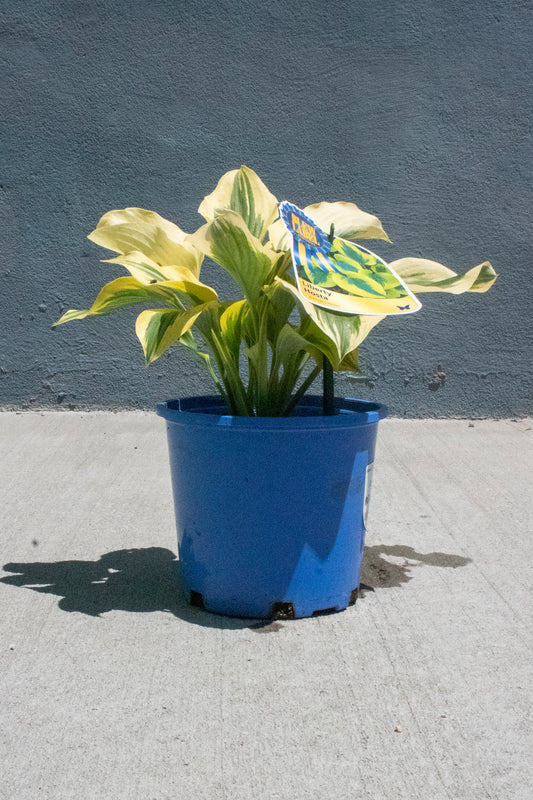 Liberty Hosta