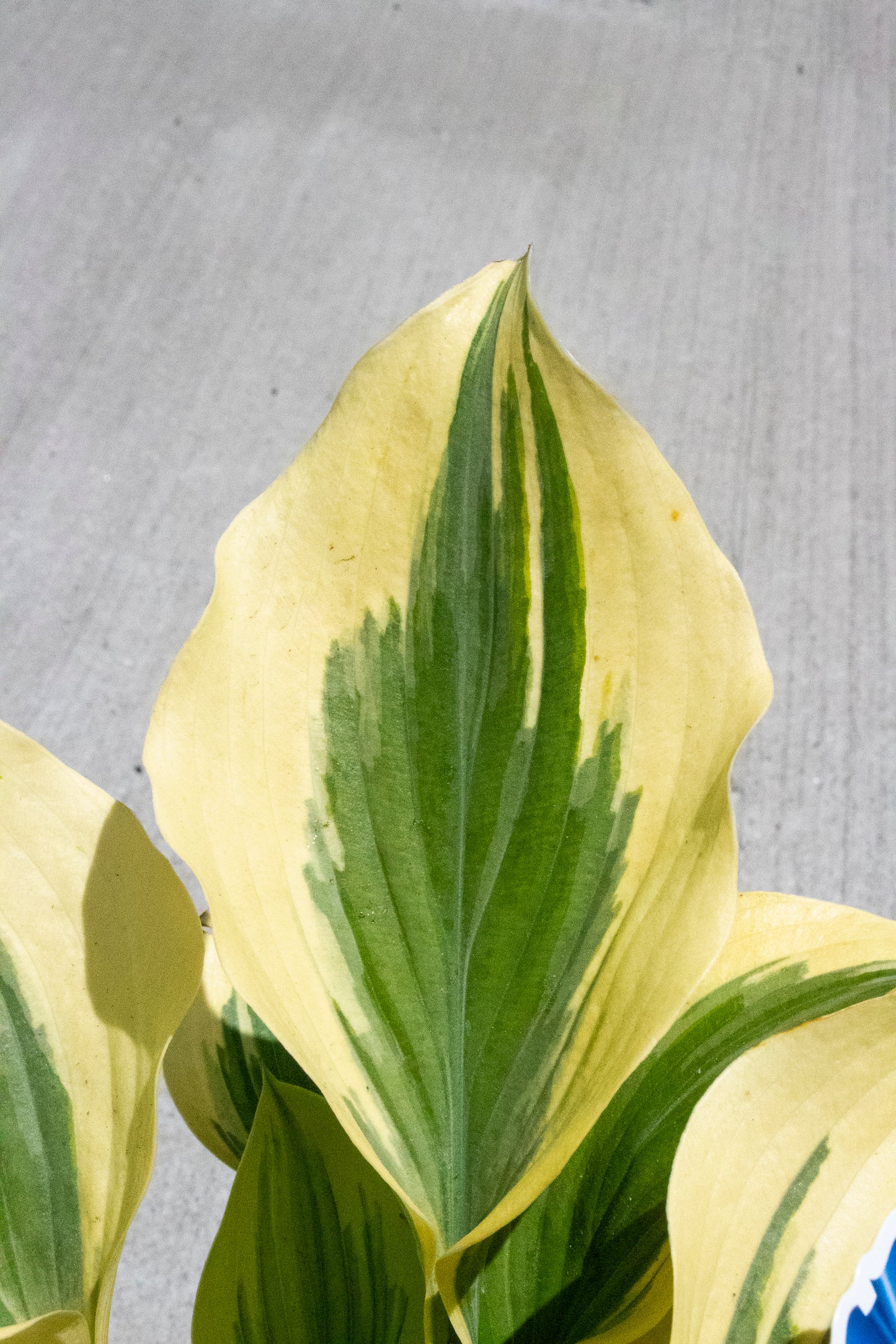 Liberty Hosta