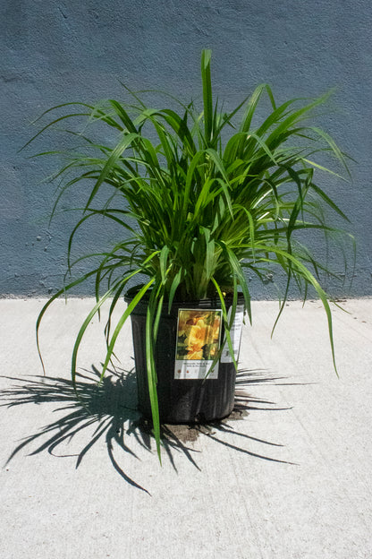 Daylily