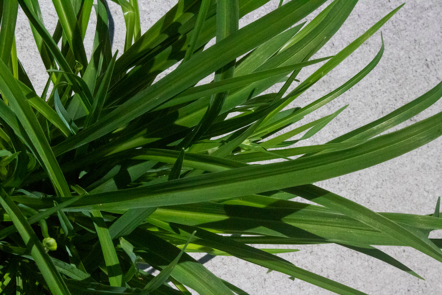 Daylily