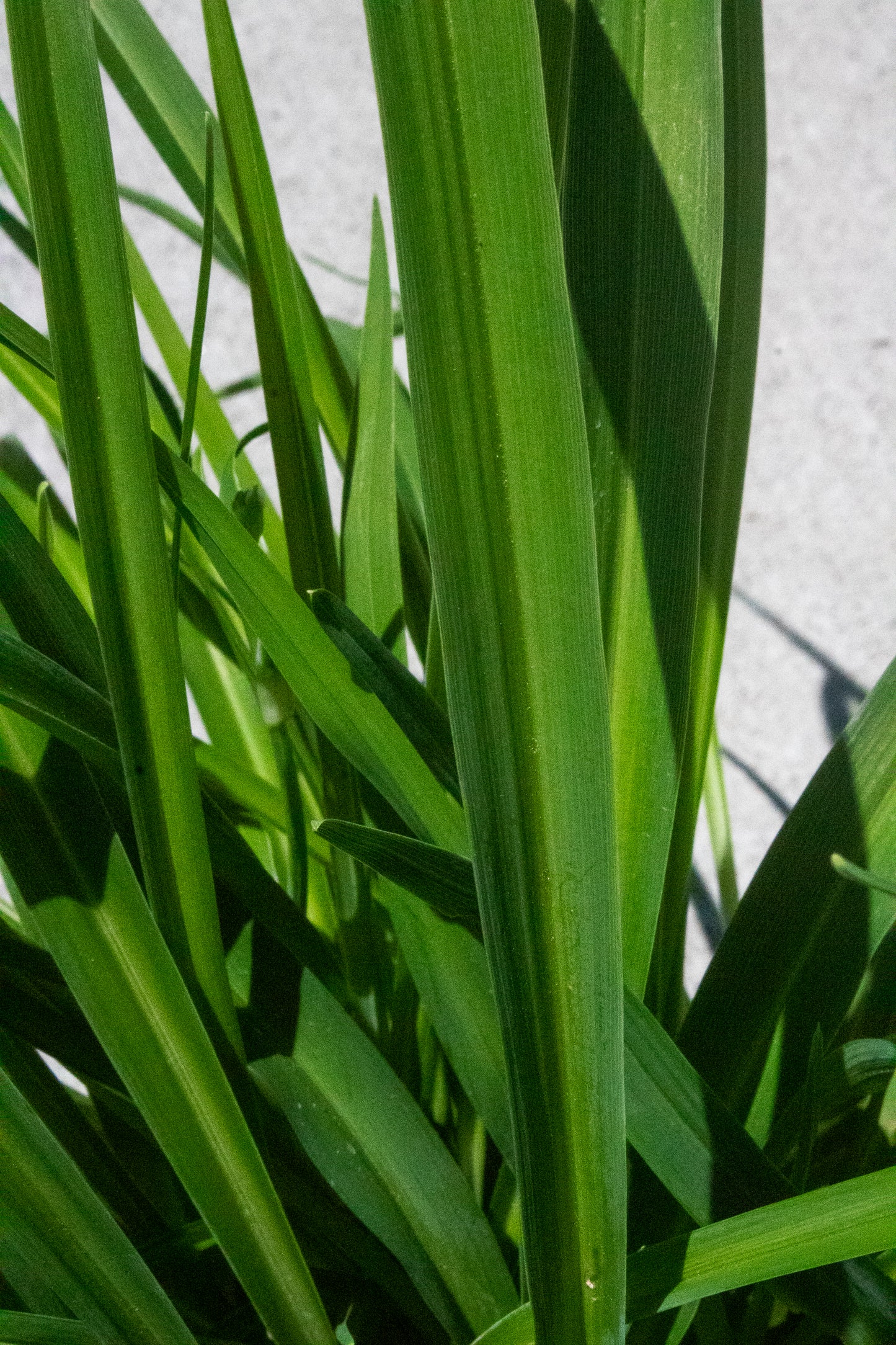 Daylily