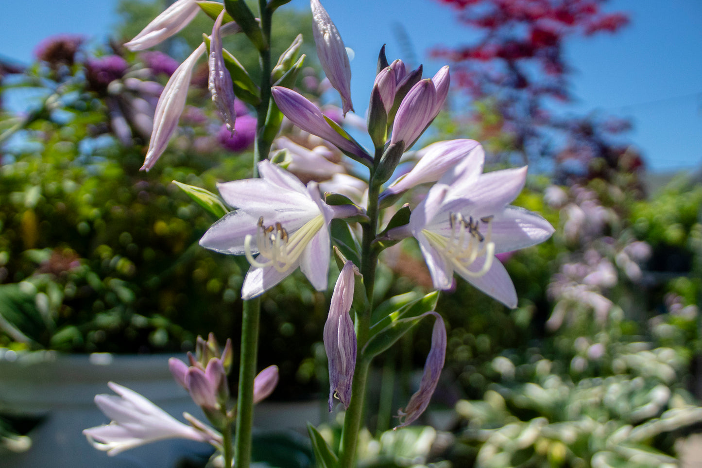 Patriot Hosta