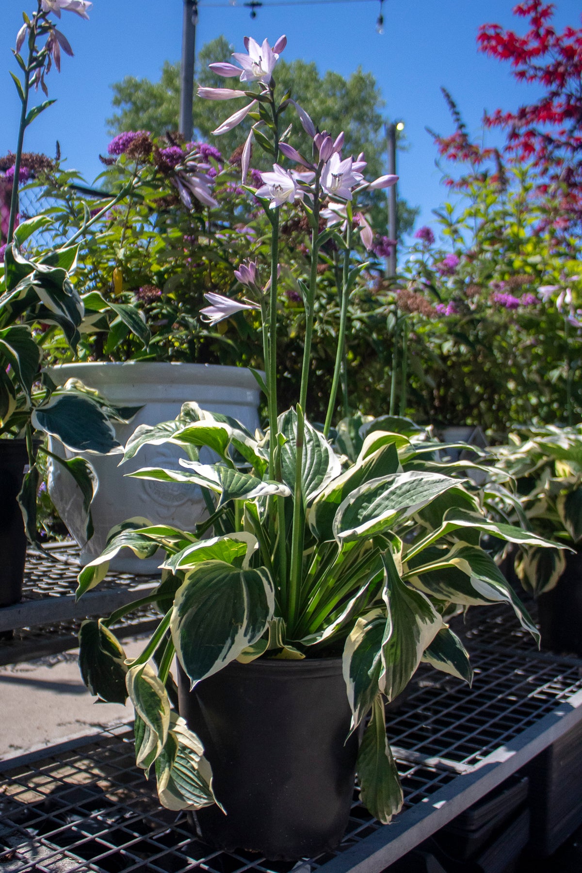 Patriot Hosta