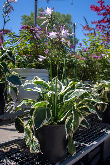 Patriot Hosta