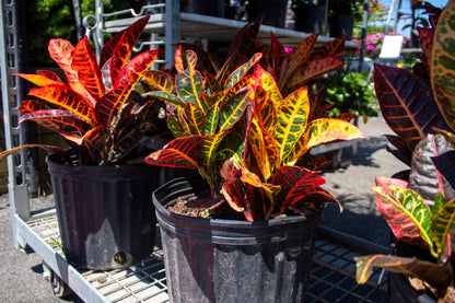 Croton