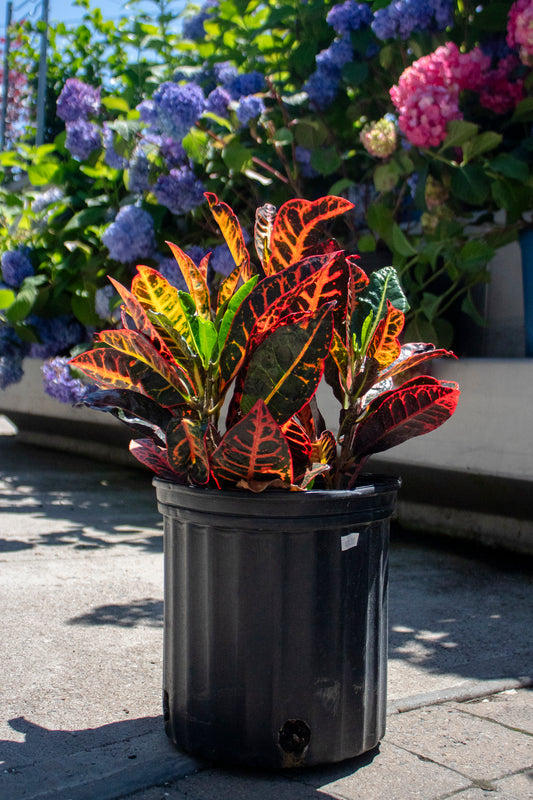 Croton