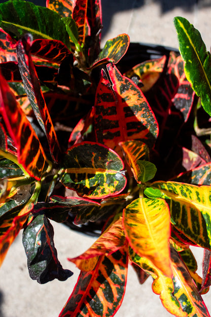 Croton