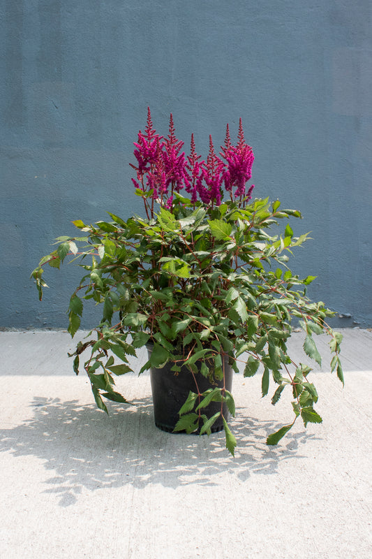 Astilbe Chinensis