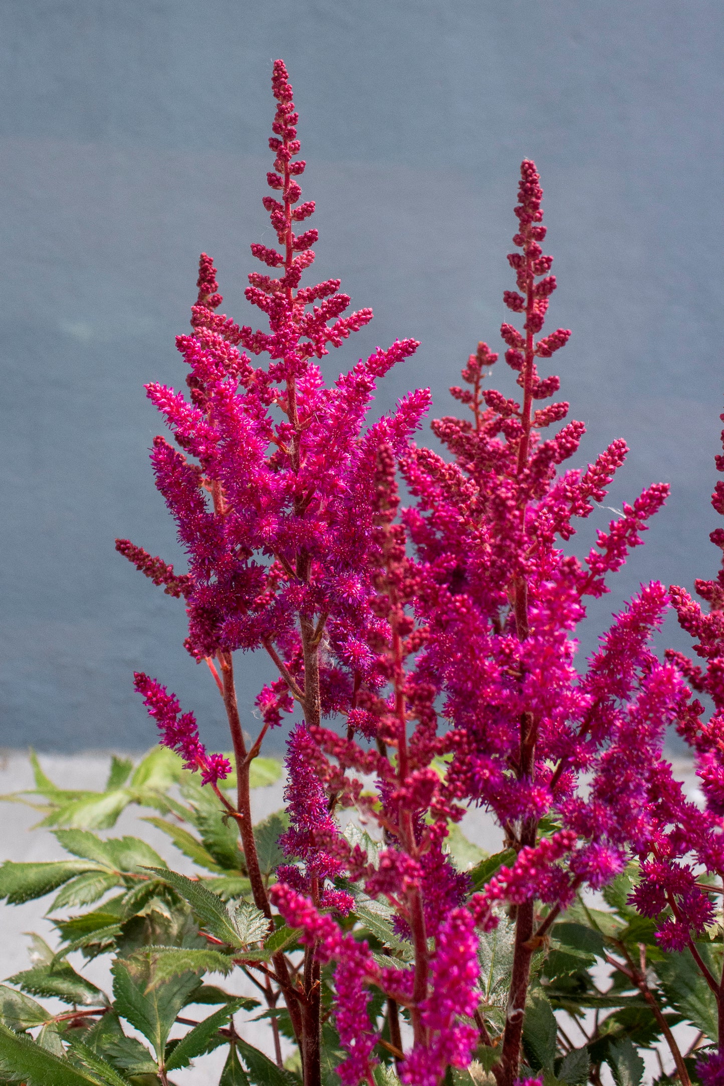 Astilbe Chinensis