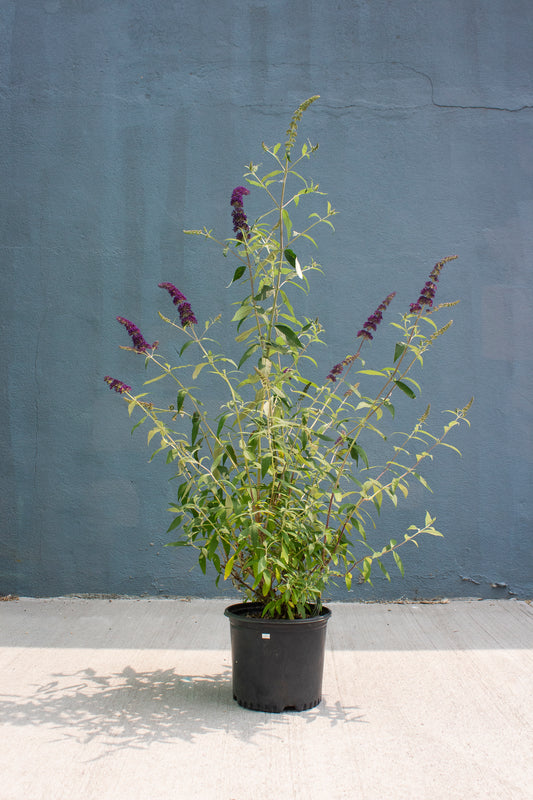 Butterfly Bush
