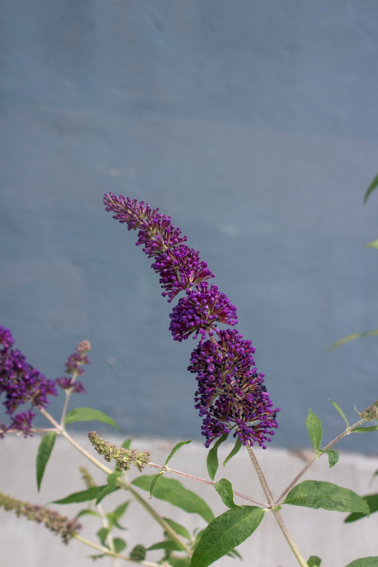 Butterfly Bush