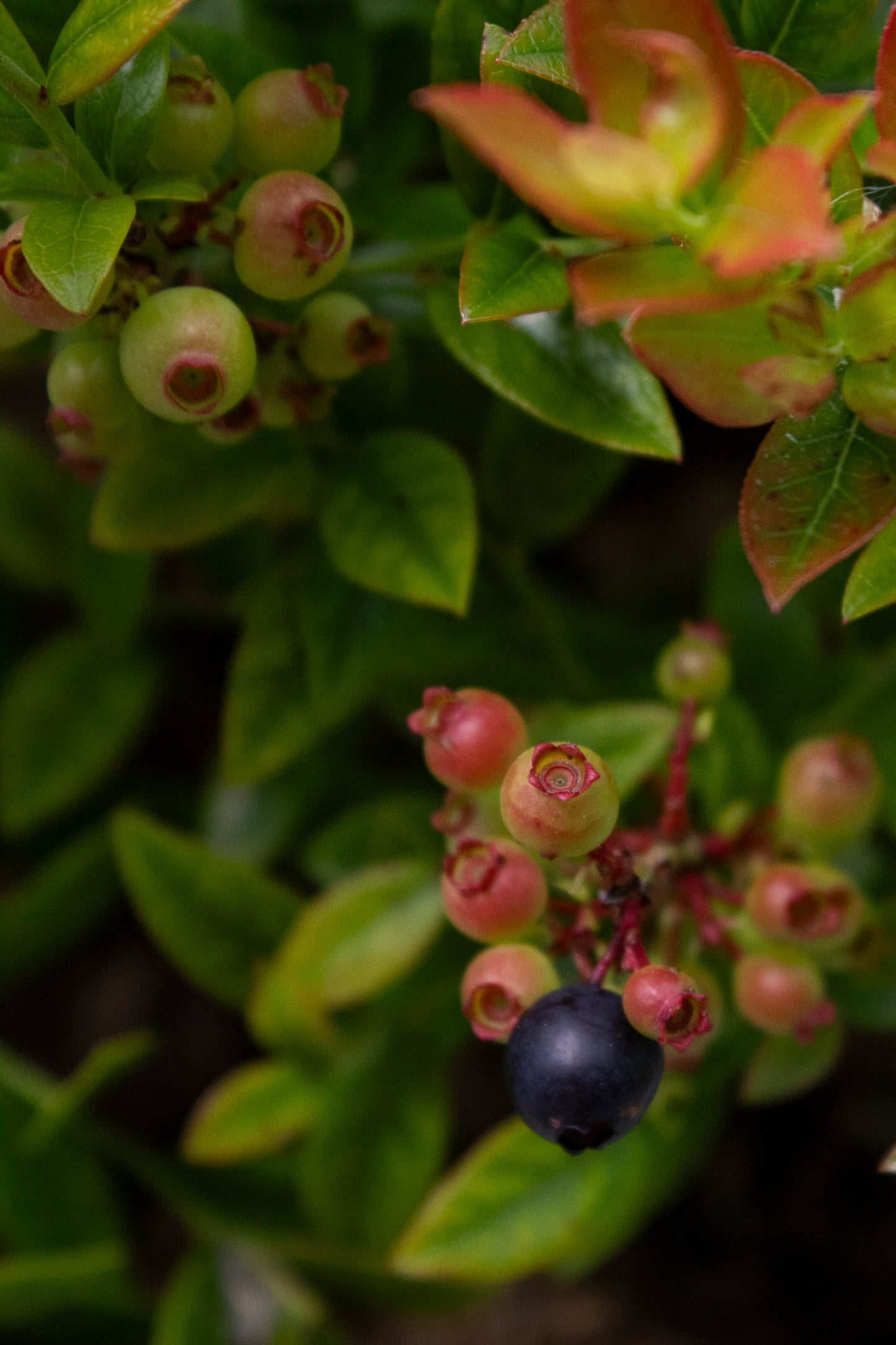 Blueberry
