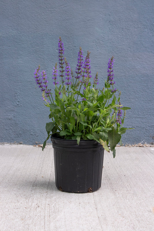 Sage