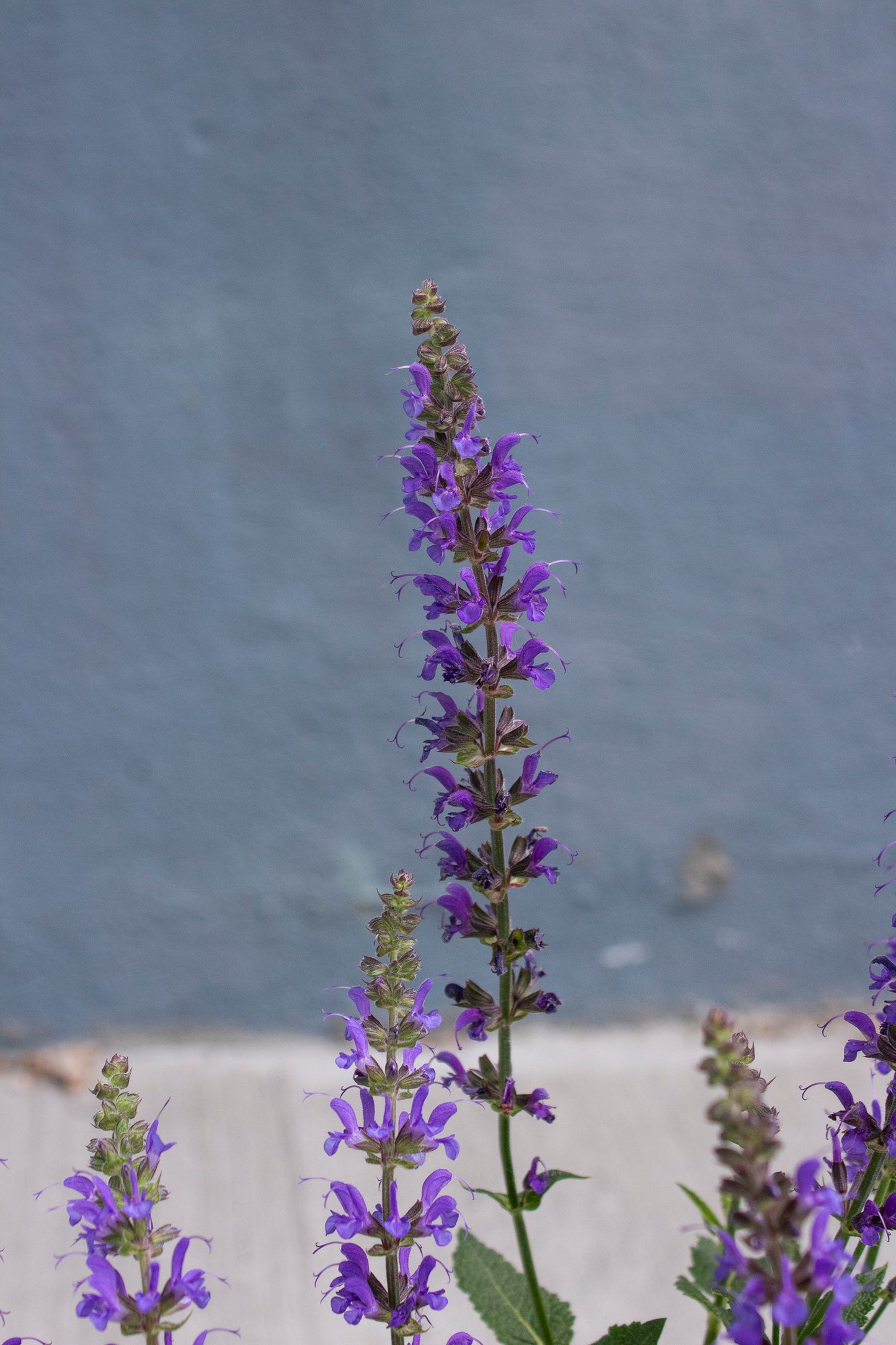Sage