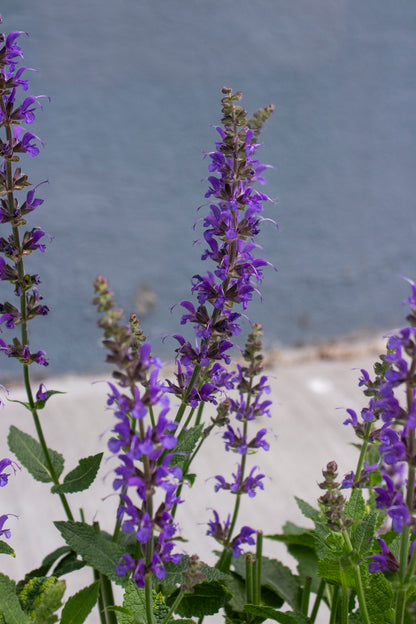 Sage